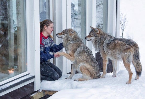 Live among wolves in Norway TravelMedia.ie