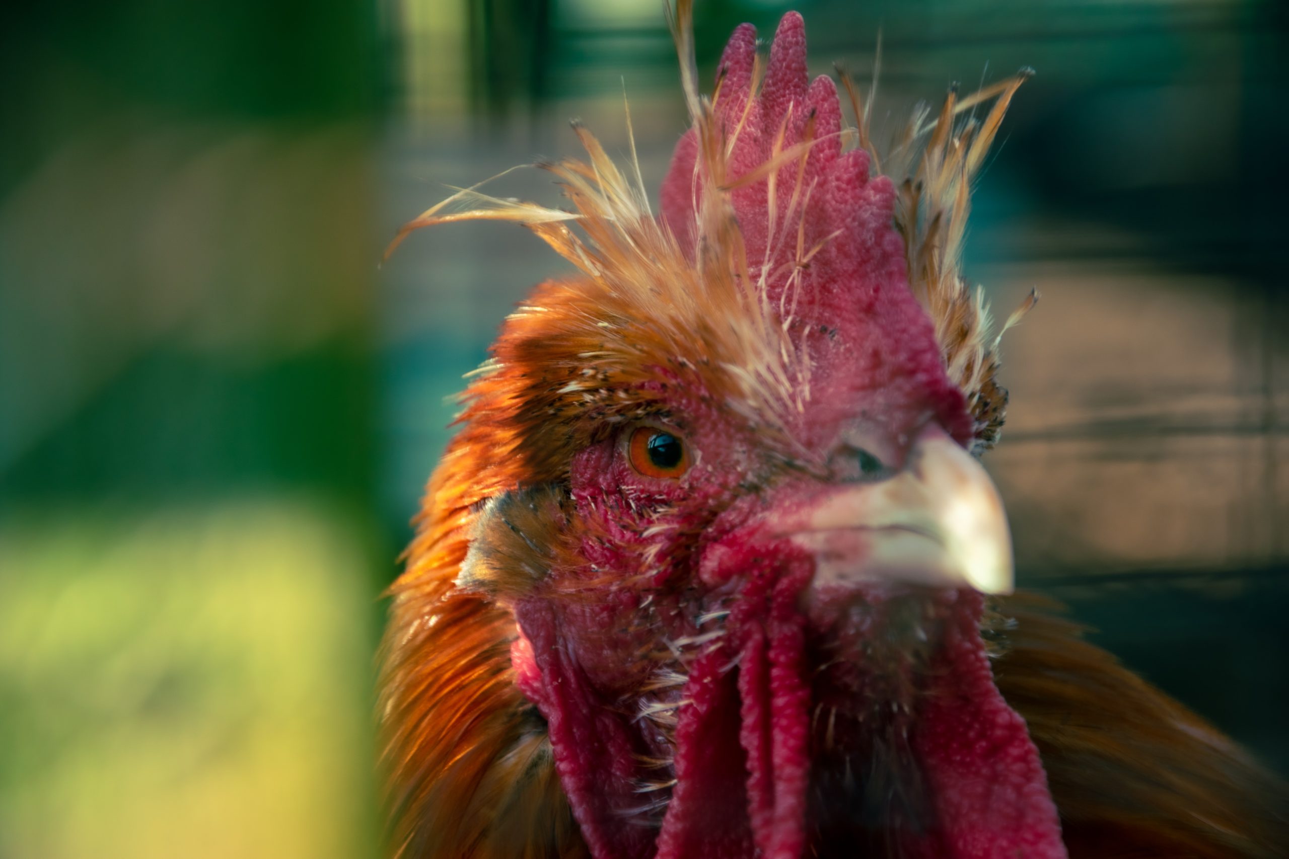 Avian Flu An Overview TravelMedia Ie   Joseph Sharp GmYbkOwafKY Unsplash Scaled 